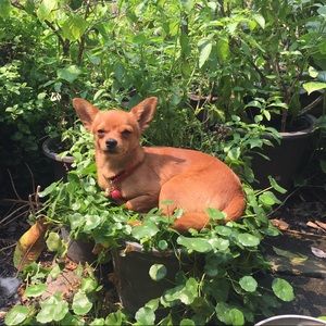 Meet your Posher, Paneenart